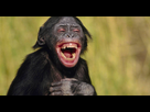 https://image.noelshack.com/minis/2018/11/2/1520916806-young-bonobo-laughing.png