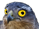 https://image.noelshack.com/minis/2018/11/2/1520962832-f1.png