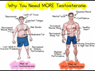 https://image.noelshack.com/minis/2018/11/3/1521067855-testosterone-transformation.png