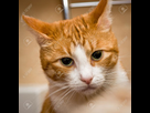 https://image.noelshack.com/minis/2018/11/6/1521292689-rouquin-cfcf7c96c29a7ac24c8e438bd7f83c57.png