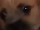 https://image.noelshack.com/minis/2018/11/6/1521316762-capture-2018-03-17-12-14-25-249.png