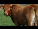 https://image.noelshack.com/minis/2018/11/7/1521366121-pays-bas-une-vache-s-evade-sur-le-chemin-de-l-abattoir-et-devient-une-star.png
