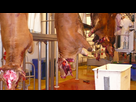 https://image.noelshack.com/minis/2018/11/7/1521366141-abattoir-068-cuir-retire-tete-vache-2007.png