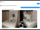 https://image.noelshack.com/minis/2018/12/3/1521619978-chiens3.png