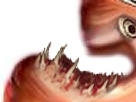 https://image.noelshack.com/minis/2018/12/4/1521714196-39826.png