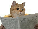 https://image.noelshack.com/fichiers/2018/12/6/1521853367-1520162886-chatjournal.png
