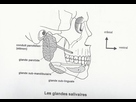 1521969424-glandes-salivaires.png