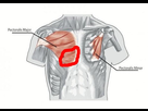 https://image.noelshack.com/fichiers/2018/13/4/1522354239-am-petit-pectoral.jpg