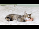 https://image.noelshack.com/minis/2018/14/2/1522721229-sommeil-chat-acc-fb-5915c098688d7.png