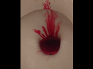 https://image.noelshack.com/minis/2018/14/3/1522870199-img-20180404-085826316.png