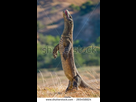 https://www.noelshack.com/2018-15-1-1523297909-stock-photo-komodo-dragon-stands-on-its-hind-legs-rare-shot-indonesia-komodo-national-park-265458824.jpg