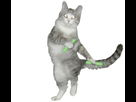 https://image.noelshack.com/minis/2018/15/3/1523433671-cat-dancing-gif-15.png