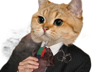https://image.noelshack.com/fichiers/2018/15/5/1523643116-1522708693-1515900615-chat-zepo-villani.png