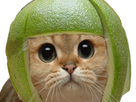 https://image.noelshack.com/fichiers/2018/16/2/1523921171-chatmelon.png