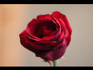 https://image.noelshack.com/fichiers/2018/16/2/1523954505-img-0009.jpg
