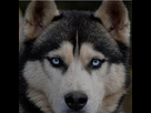 https://image.noelshack.com/minis/2018/16/5/1524235422-chien.png