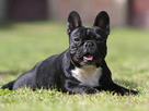 https://image.noelshack.com/minis/2018/16/5/1524235747-chien2.png