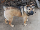 https://image.noelshack.com/minis/2018/16/5/1524237647-mixed-breed-dogs-16.png