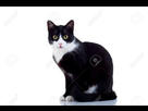 https://image.noelshack.com/minis/2018/16/5/1524239812-8709035-beau-chat-noir-et-blanc-sur-blanc-banque-dimages.png