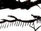 https://image.noelshack.com/fichiers/2018/16/7/1524411241-45-gqsmykl4.png
