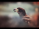 https://image.noelshack.com/fichiers/2018/17/1/1524519952-aigle.jpg
