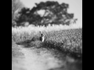 https://image.noelshack.com/fichiers/2018/17/1/1524519961-lievre.jpg