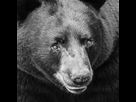 https://image.noelshack.com/fichiers/2018/17/1/1524519974-ours-brun.jpg