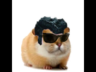 https://image.noelshack.com/fichiers/2018/17/3/1524664437-lunetehamster.png