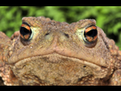 https://image.noelshack.com/fichiers/2018/18/1/1525055268-bufo-bufo2.jpg