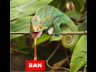 https://image.noelshack.com/minis/2018/18/5/1525471171-benaffleckban.png