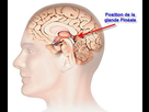https://image.noelshack.com/minis/2018/19/1/1525721232-glande-pineal.png