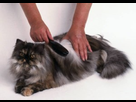 https://image.noelshack.com/fichiers/2018/19/4/1525947986-cepillado-gato-300x213.jpg