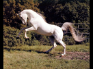 https://image.noelshack.com/minis/2018/19/6/1526134328-horse-rearing-by-mnm25796.png