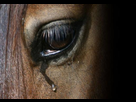 https://image.noelshack.com/minis/2018/19/6/1526134328-sad-horse.png