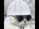 https://image.noelshack.com/fichiers/2018/20/1/1526332276-1524237322-chat-musulman-qlf.jpg