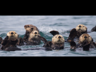 https://image.noelshack.com/minis/2018/20/2/1526377592-loutre-de-mer.png