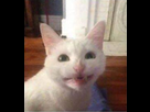 https://image.noelshack.com/fichiers/2018/20/2/1526386136-ahbon.png