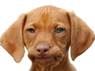 https://image.noelshack.com/fichiers/2018/20/6/1526746575-1491827428-chienchelou.png