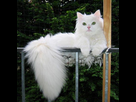 https://image.noelshack.com/minis/2018/21/5/1527239695-6858b2629e162ba82fb4aca61828c5b0-white-cats-white-fur.png