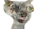 https://image.noelshack.com/fichiers/2018/21/5/1527243114-2354.png