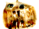 https://image.noelshack.com/fichiers/2018/21/5/1527244067-93286.png