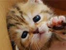 https://image.noelshack.com/minis/2018/21/6/1527309221-chat-2.png