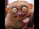 https://www.noelshack.com/2018-22-3-1527692354-tarsier-nocturnal-animals.jpg