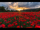 https://image.noelshack.com/fichiers/2018/22/3/1527702341-poppies.jpg