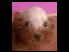 https://image.noelshack.com/minis/2018/22/4/1527758574-chien-chauve.png