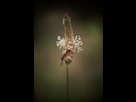 https://image.noelshack.com/fichiers/2018/24/3/1528871720-plantain-1.jpg