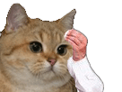 https://image.noelshack.com/minis/2018/24/6/1529143958-1527924009fgfgfg-chat-sueur.png