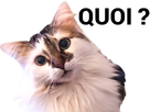 https://image.noelshack.com/minis/2018/25/2/1529359965-whatmimi.png
