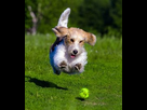 https://image.noelshack.com/minis/2018/25/2/1529413740-8645d26a8c919f48f5d81f0d510fa893-animal-wallpaper-hd-wallpaper.png