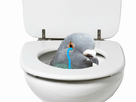 https://image.noelshack.com/fichiers/2018/25/5/1529688637-pigeon-toilettes.png